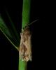Endothenia quadrimaculana